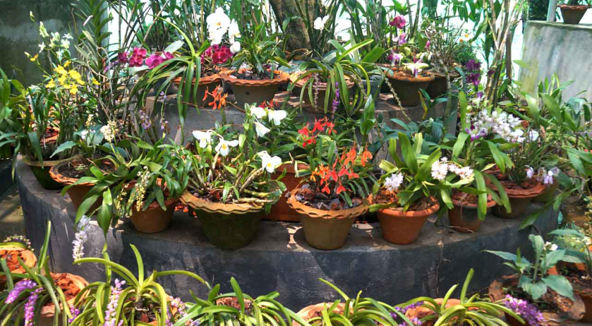 Kaziranga National Orchid and Biodiversity Park Assam flower